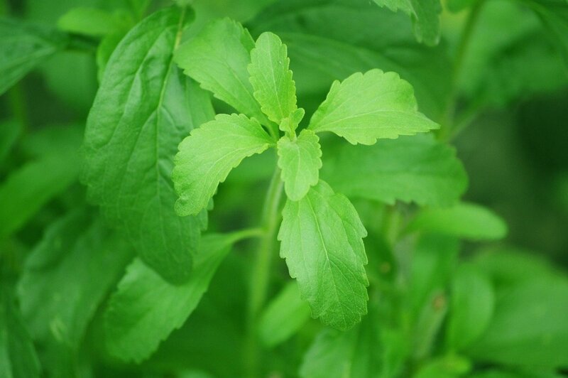 Propiedades de la Stevia natural y su beneficio en animales
